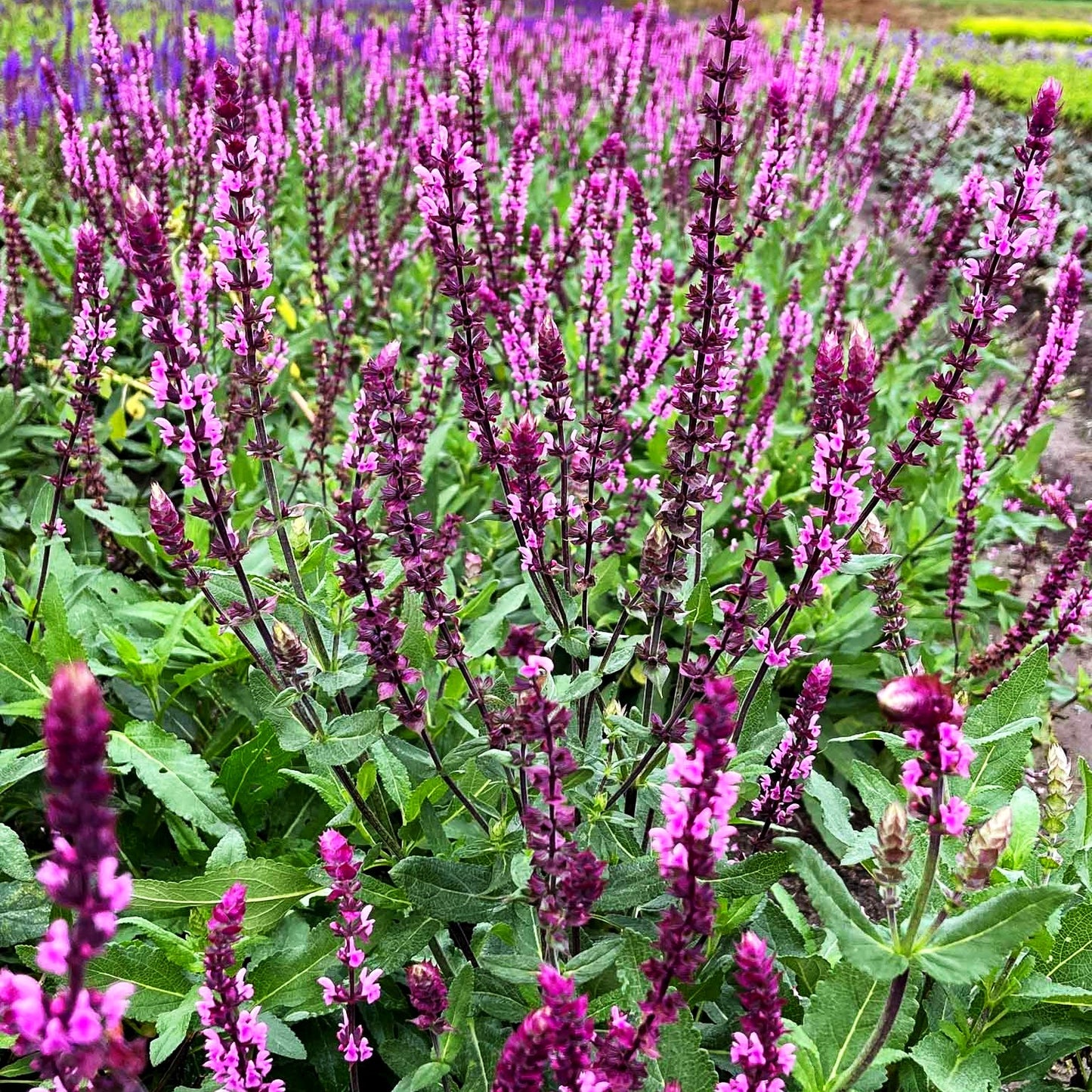 Blüten-Salbei 'Caradonna Pink' (Salvia nemorosa)