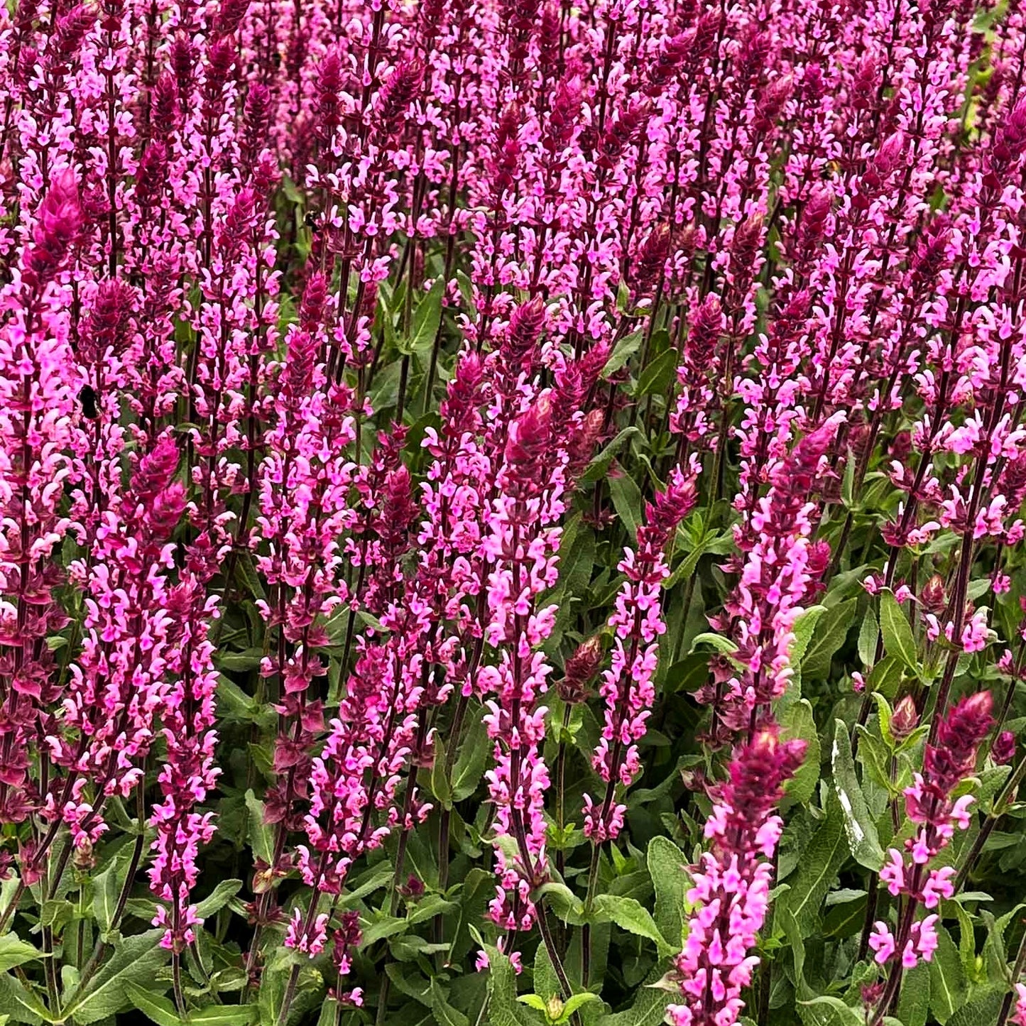 Blüten-Salbei 'Caradonna Pink' (Salvia nemorosa)