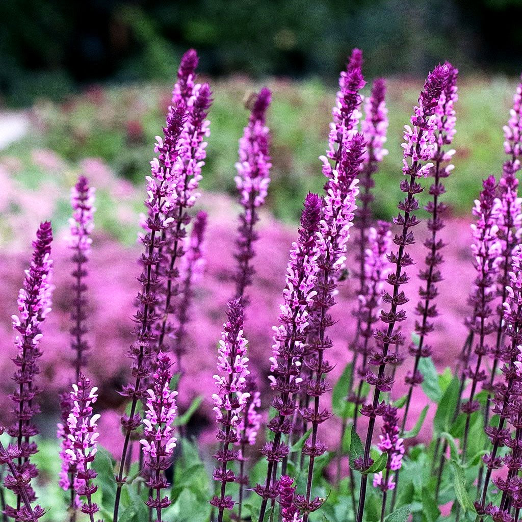 Blüten-Salbei 'Caradonna Pink' (Salvia nemorosa)