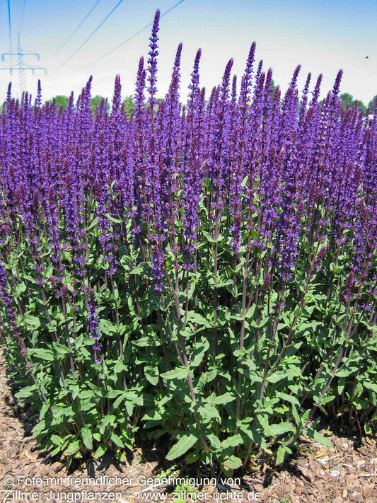 Blüten-Salbei 'Caradonna' (Salvia nemorosa)