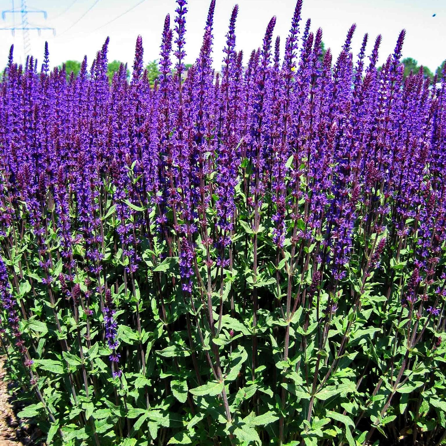 Blüten-Salbei 'Caradonna' (Salvia nemorosa)
