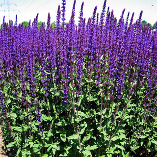 Blüten-Salbei 'Caradonna' (Salvia nemorosa)