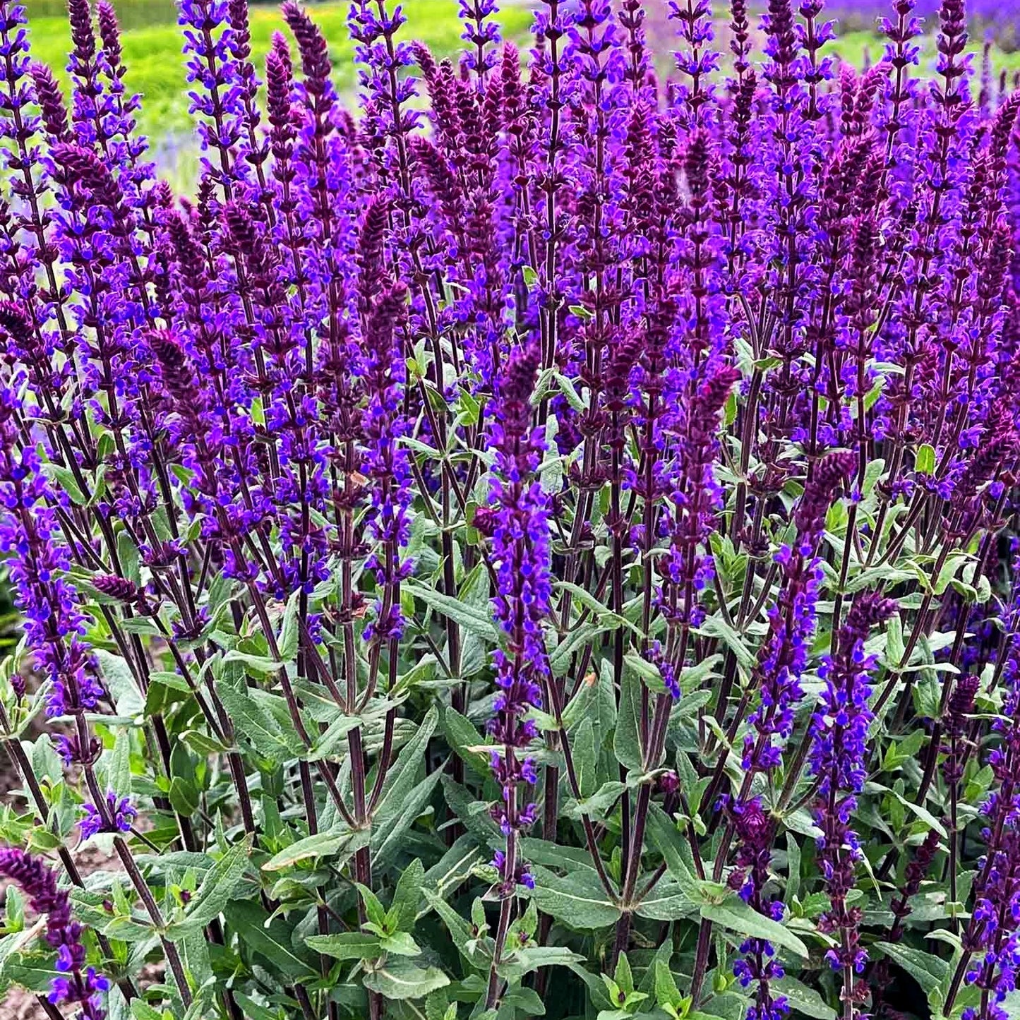 Blüten-Salbei 'Caradonna' (Salvia nemorosa)
