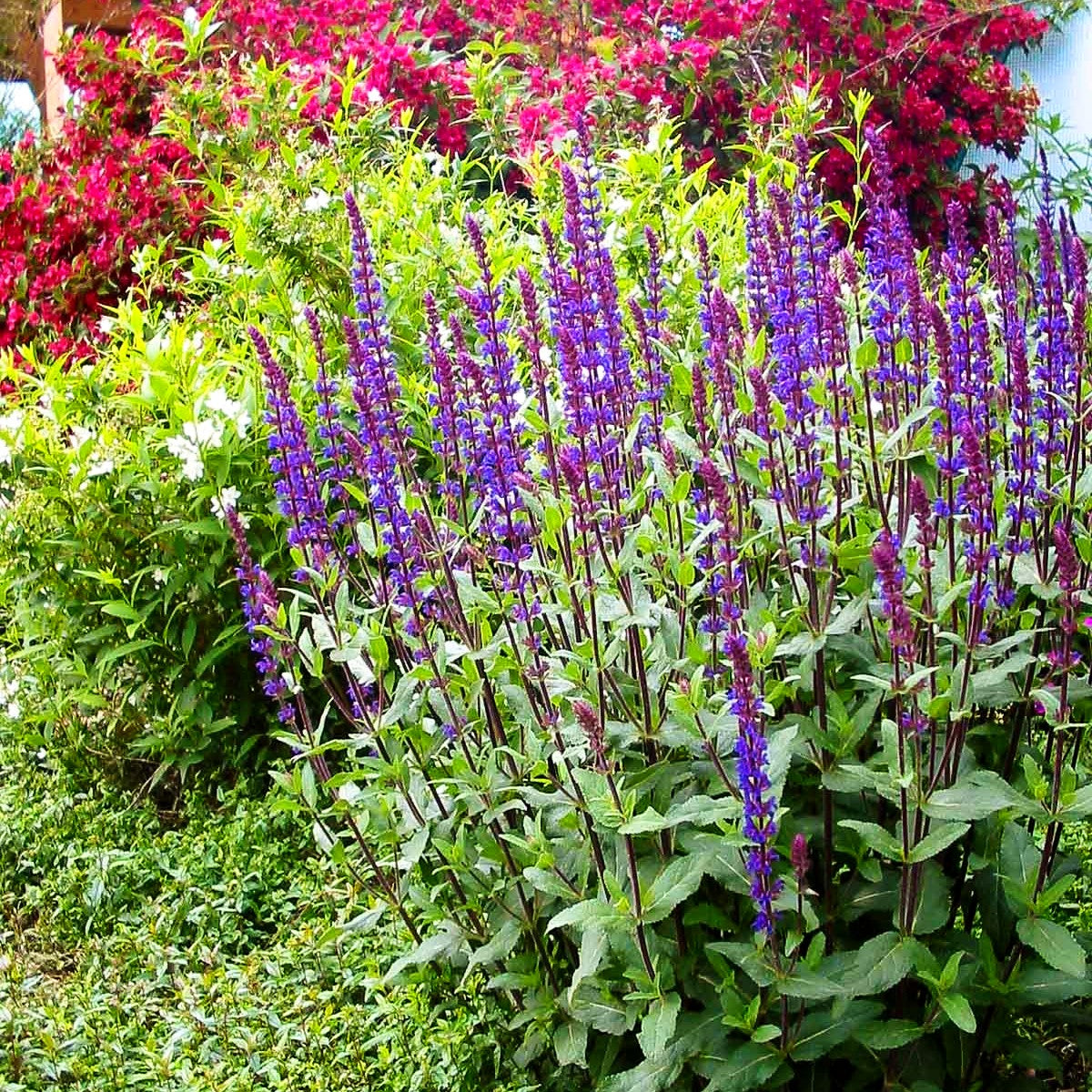 Blüten-Salbei 'Caradonna' (Salvia nemorosa)