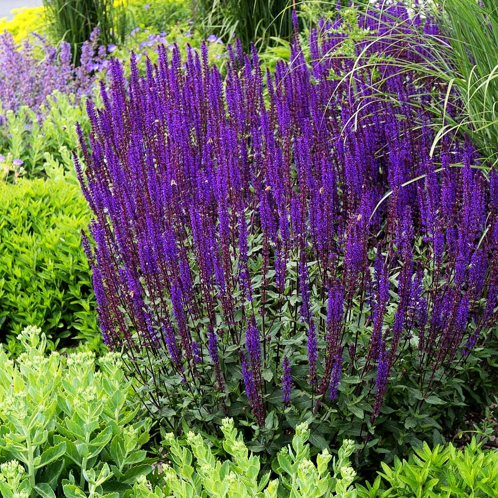 Blüten-Salbei 'Caradonna' (Salvia nemorosa)