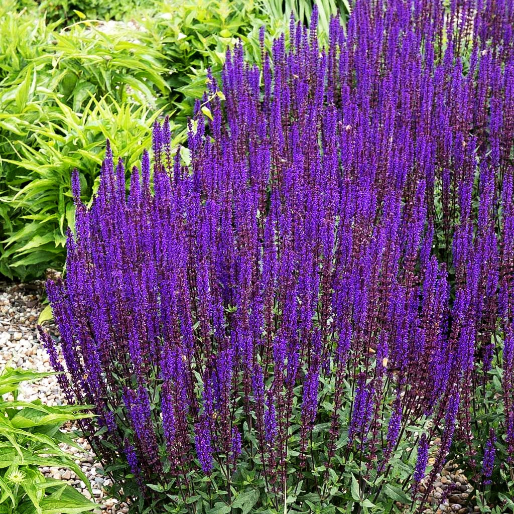 Blüten-Salbei 'Caradonna' (Salvia nemorosa)