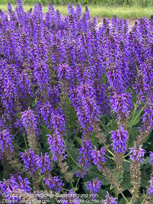 Blüten-Salbei 'Mainacht' (Salvia nemorosa)