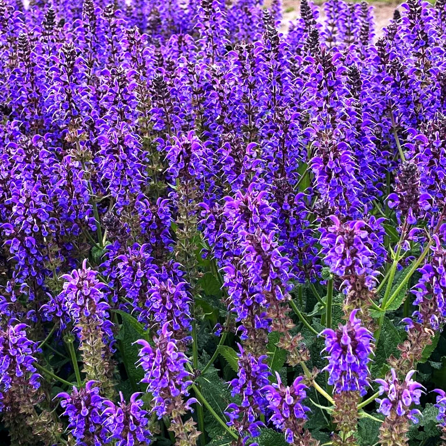 Blüten-Salbei 'Mainacht' (Salvia nemorosa)