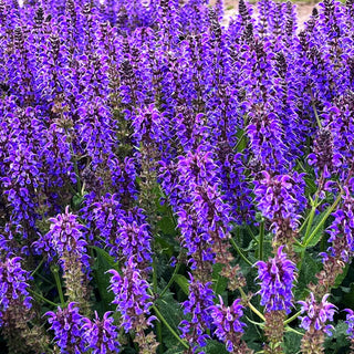 Blüten-Salbei 'Mainacht' (Salvia nemorosa)