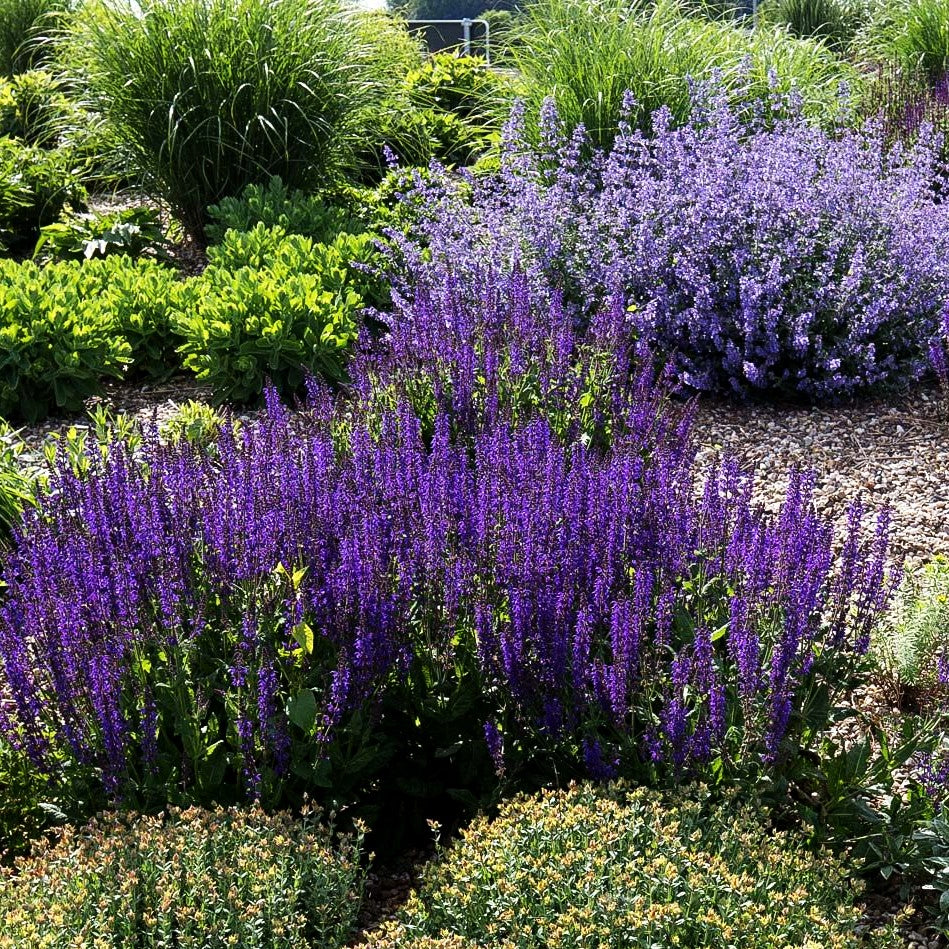 Blüten-Salbei 'Mainacht' (Salvia nemorosa)