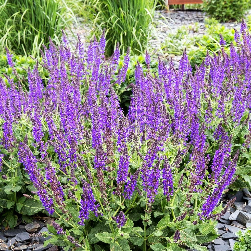 Blüten-Salbei 'Mainacht' (Salvia nemorosa)