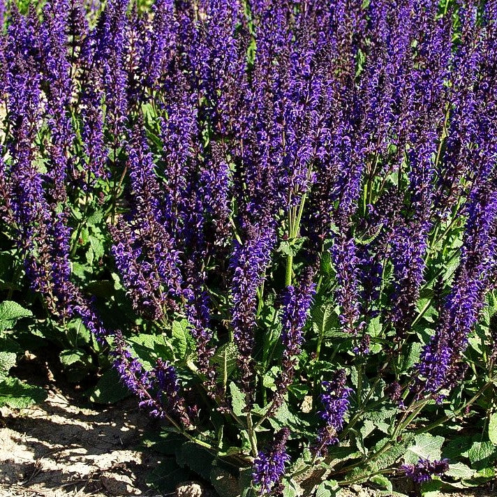 Blüten-Salbei 'Mainacht' (Salvia nemorosa)
