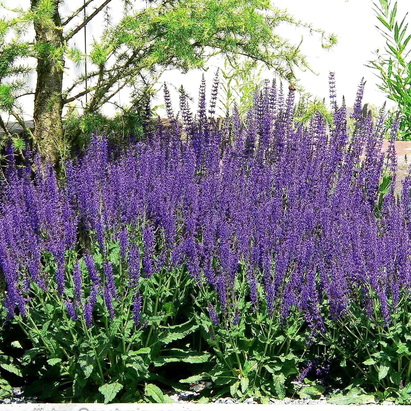 Blüten-Salbei 'Mainacht' (Salvia nemorosa)