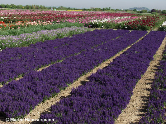 Blüten-Salbei 'Marcus' (Salvia nemorosa)