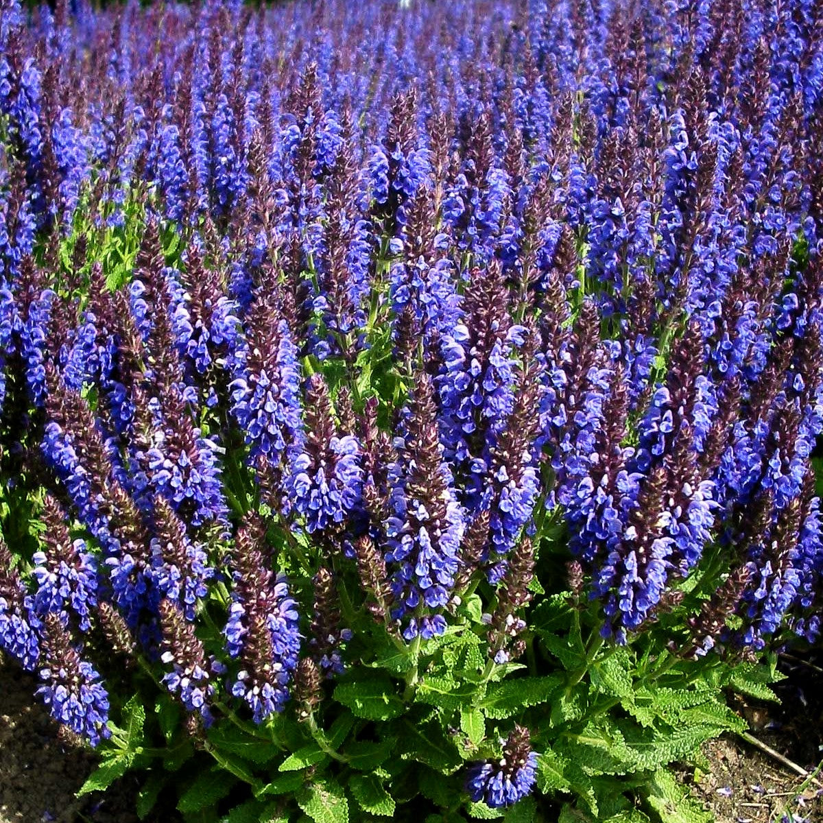 Blüten-Salbei 'Marcus' (Salvia nemorosa)