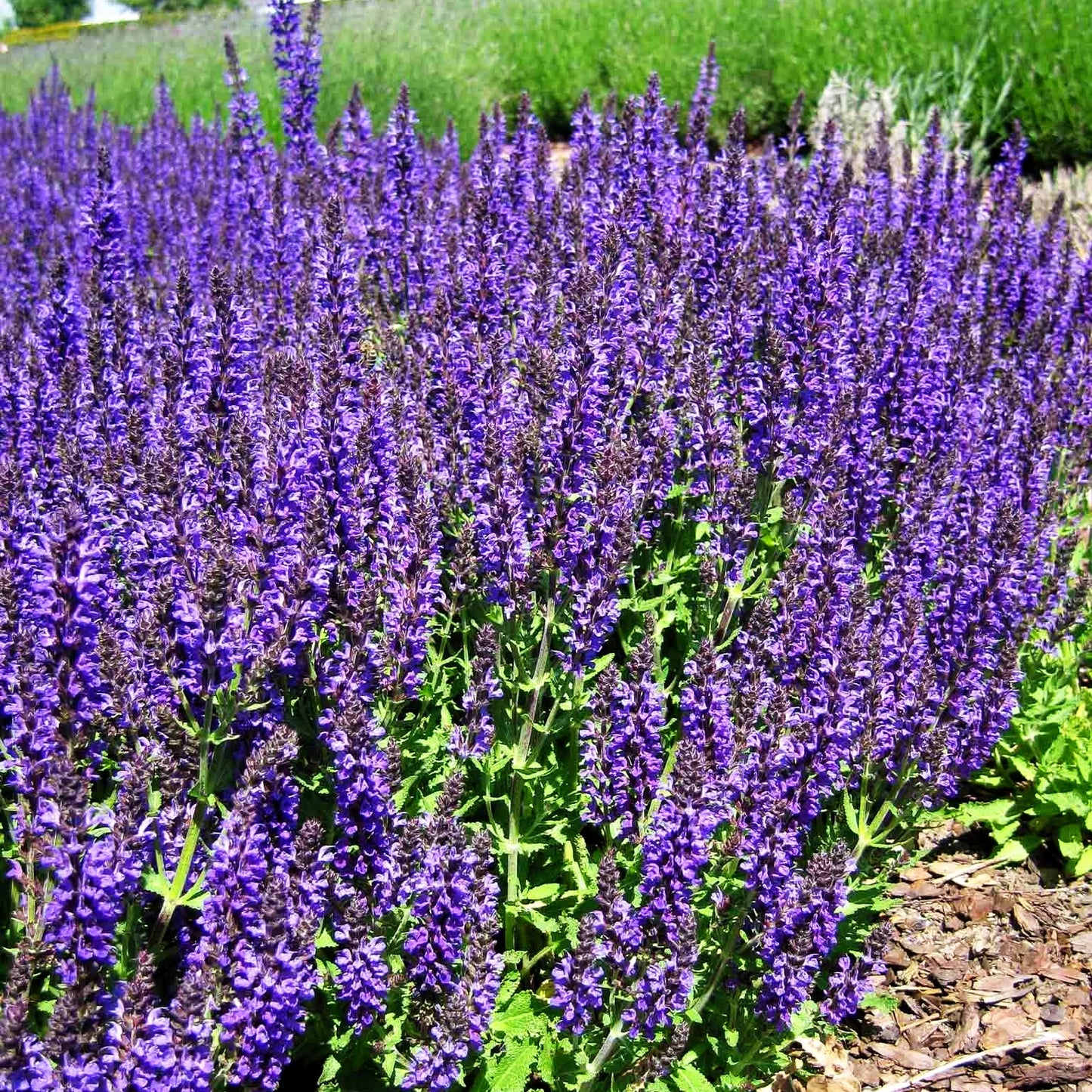 Blüten-Salbei 'Marcus' (Salvia nemorosa)