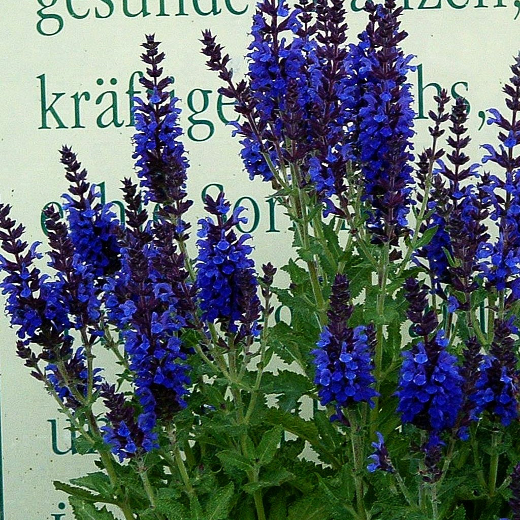 Blüten-Salbei 'Marcus' (Salvia nemorosa)