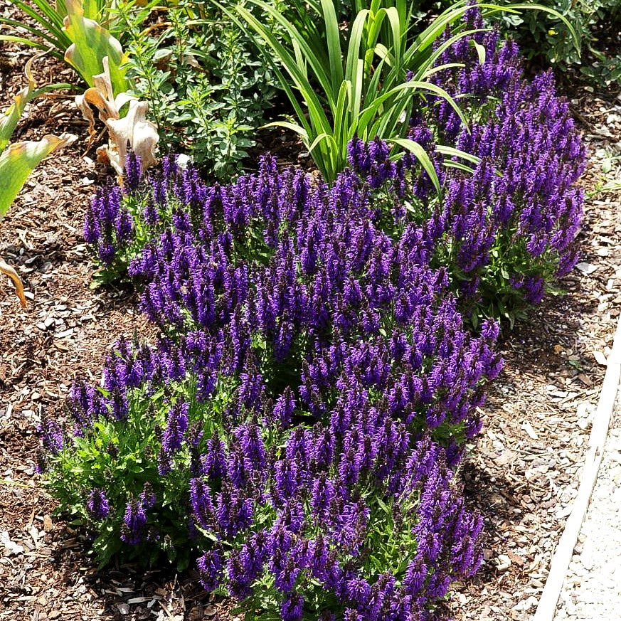 Blüten-Salbei 'Marcus' (Salvia nemorosa)