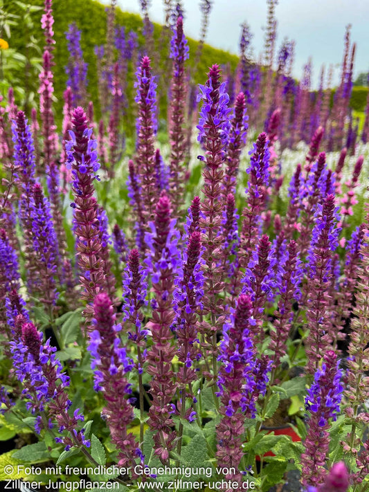 Blüten-Salbei 'Negrito' (Salvia nemorosa)
