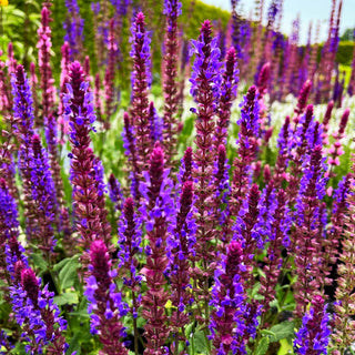 Blüten-Salbei 'Negrito' (Salvia nemorosa)