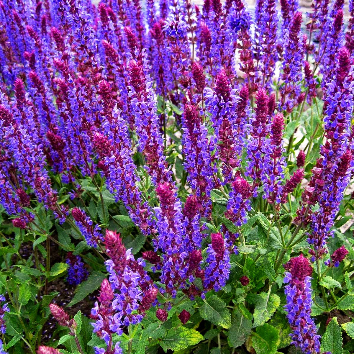 Blüten-Salbei 'Negrito' (Salvia nemorosa)
