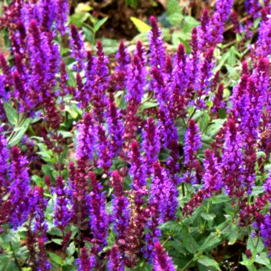 Blüten-Salbei 'Negrito' (Salvia nemorosa)