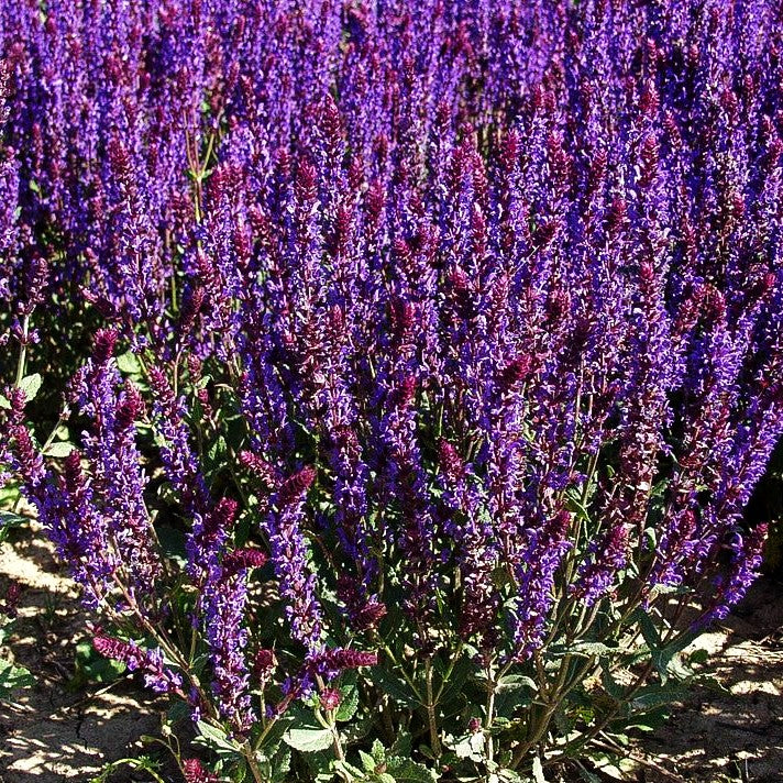 Blüten-Salbei 'Negrito' (Salvia nemorosa)