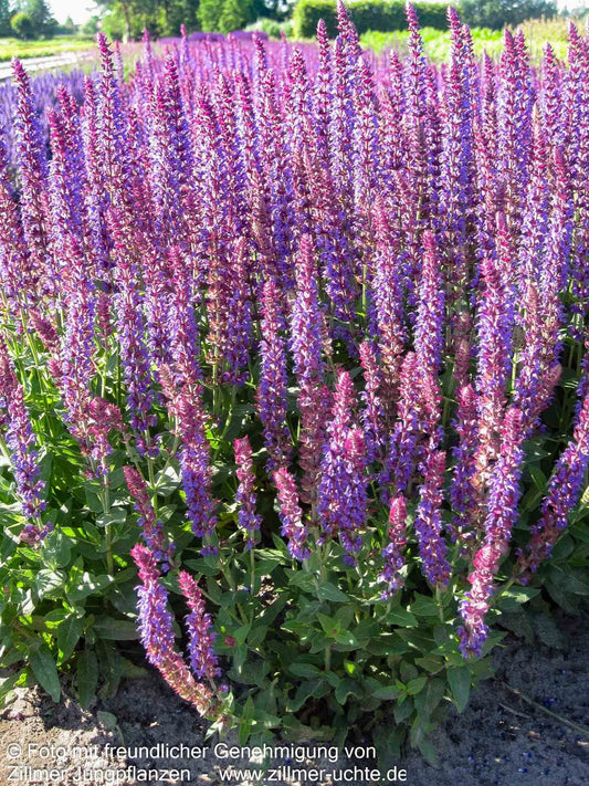 Blüten-Salbei 'Ostfriesland' (Salvia nemorosa)