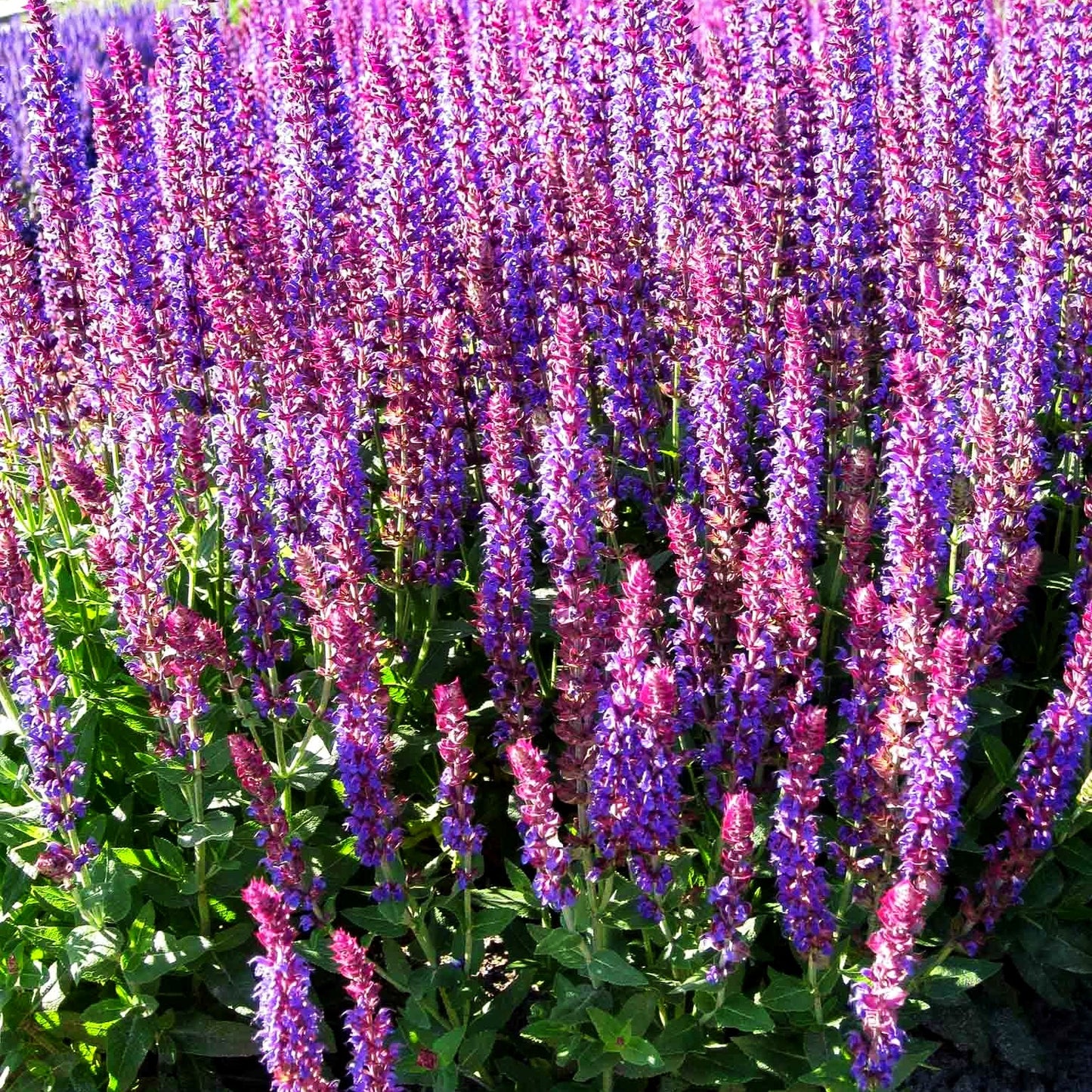 Blüten-Salbei 'Ostfriesland' (Salvia nemorosa)
