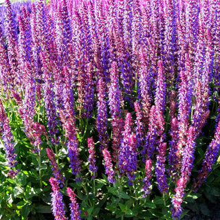 Blüten-Salbei 'Ostfriesland' (Salvia nemorosa)