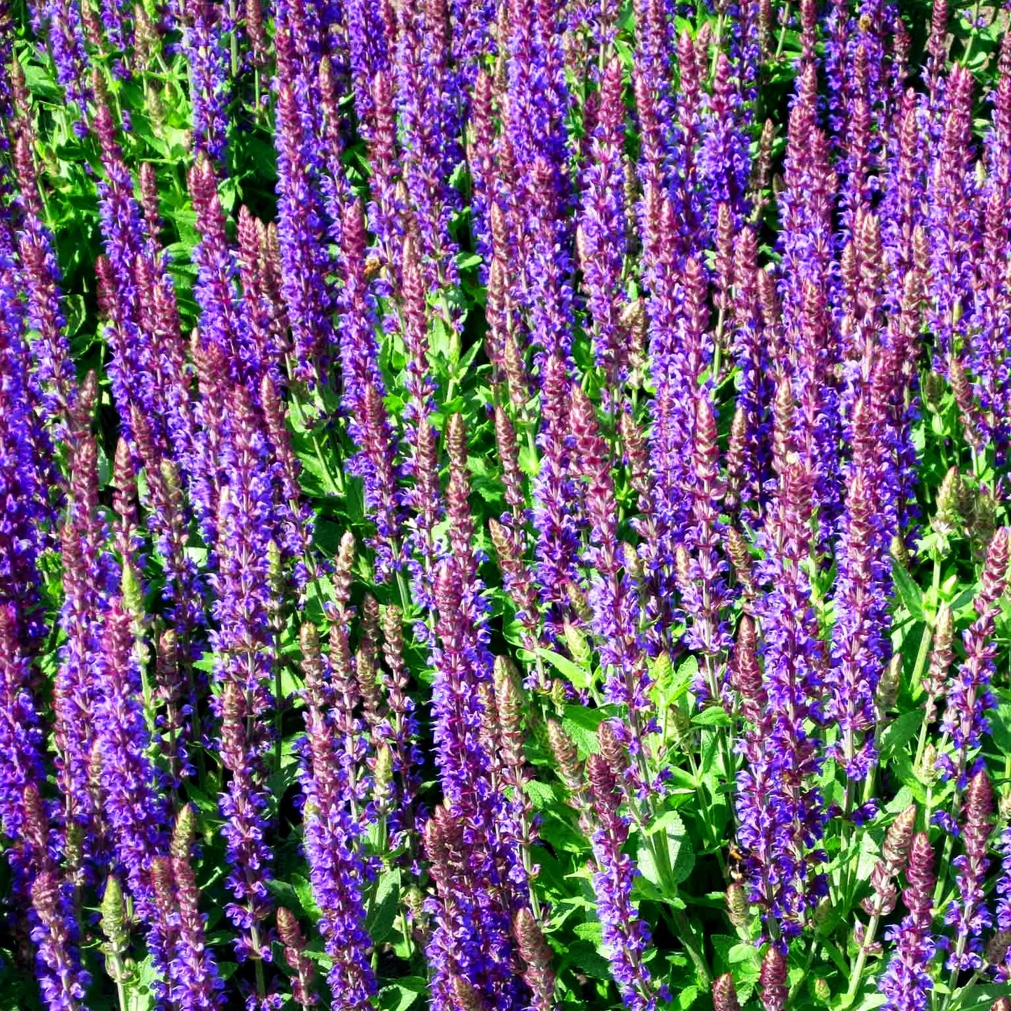 Blüten-Salbei 'Ostfriesland' (Salvia nemorosa)
