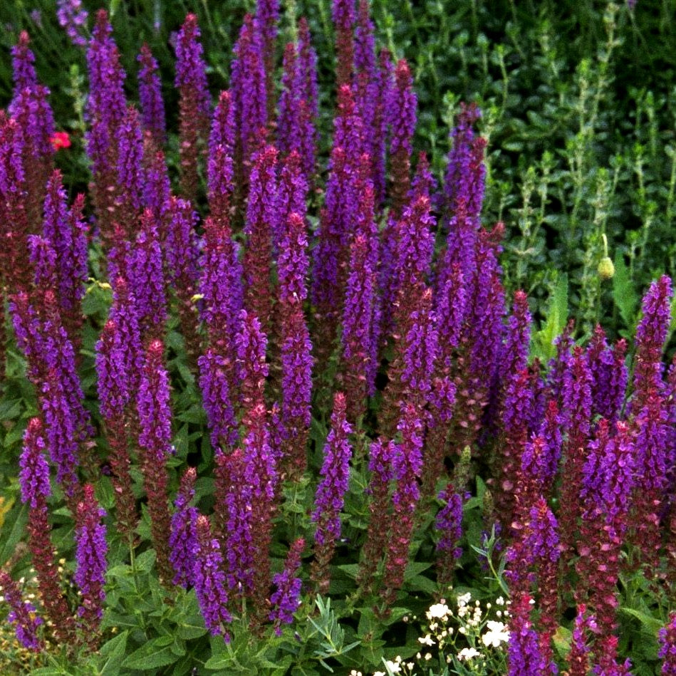 Blüten-Salbei 'Ostfriesland' (Salvia nemorosa)