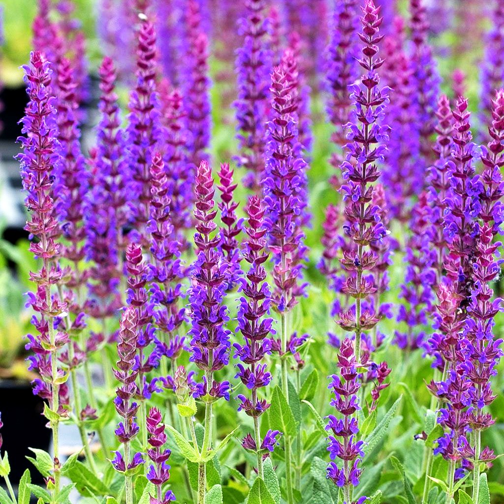 Blüten-Salbei 'Ostfriesland' (Salvia nemorosa)