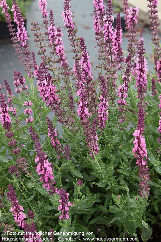 Blüten-Salbei 'Rosenwein' (Salvia nemorosa)