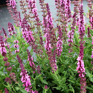 Blüten-Salbei 'Rosenwein' (Salvia nemorosa)