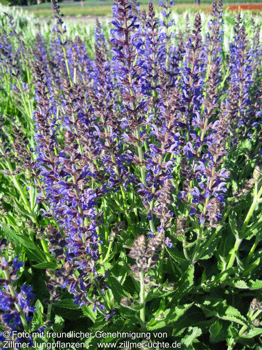 Blüten-Salbei 'Rügen' (Salvia nemorosa)