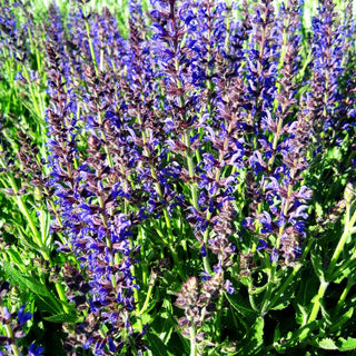 Blüten-Salbei 'Rügen' (Salvia nemorosa)
