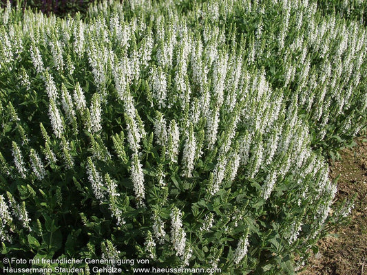 Blüten-Salbei 'Schneehügel' (Salvia nemorosa)