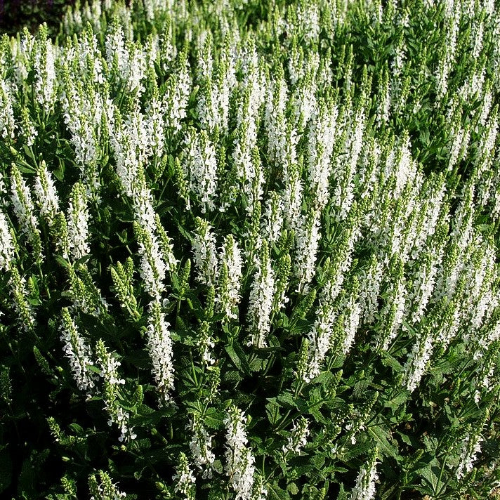 Blüten-Salbei 'Schneehügel' (Salvia nemorosa)