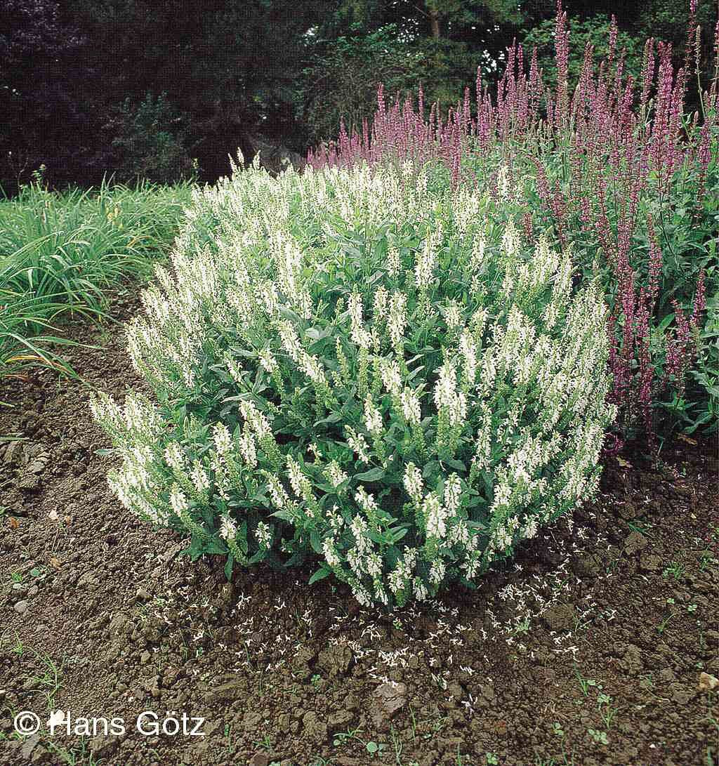 Blüten-Salbei 'Schneehügel' (Salvia nemorosa)