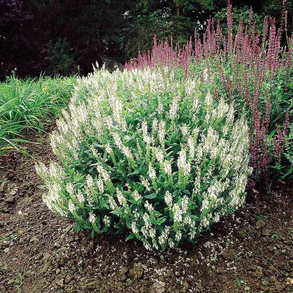 Blüten-Salbei 'Schneehügel' (Salvia nemorosa)