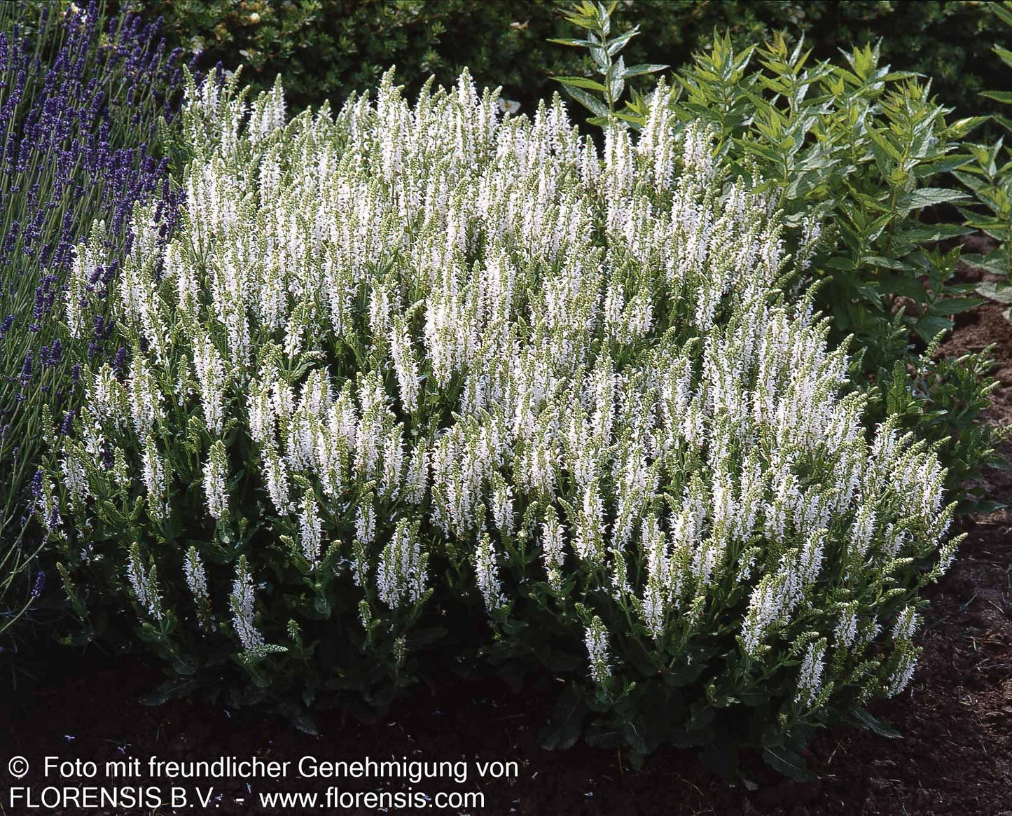 Blüten-Salbei 'Schneehügel' (Salvia nemorosa)