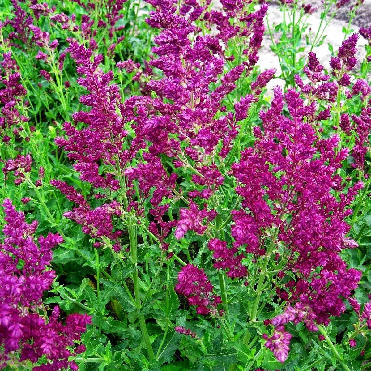 Blüten-Salbei 'Schwellenburg' (Salvia nemorosa)
