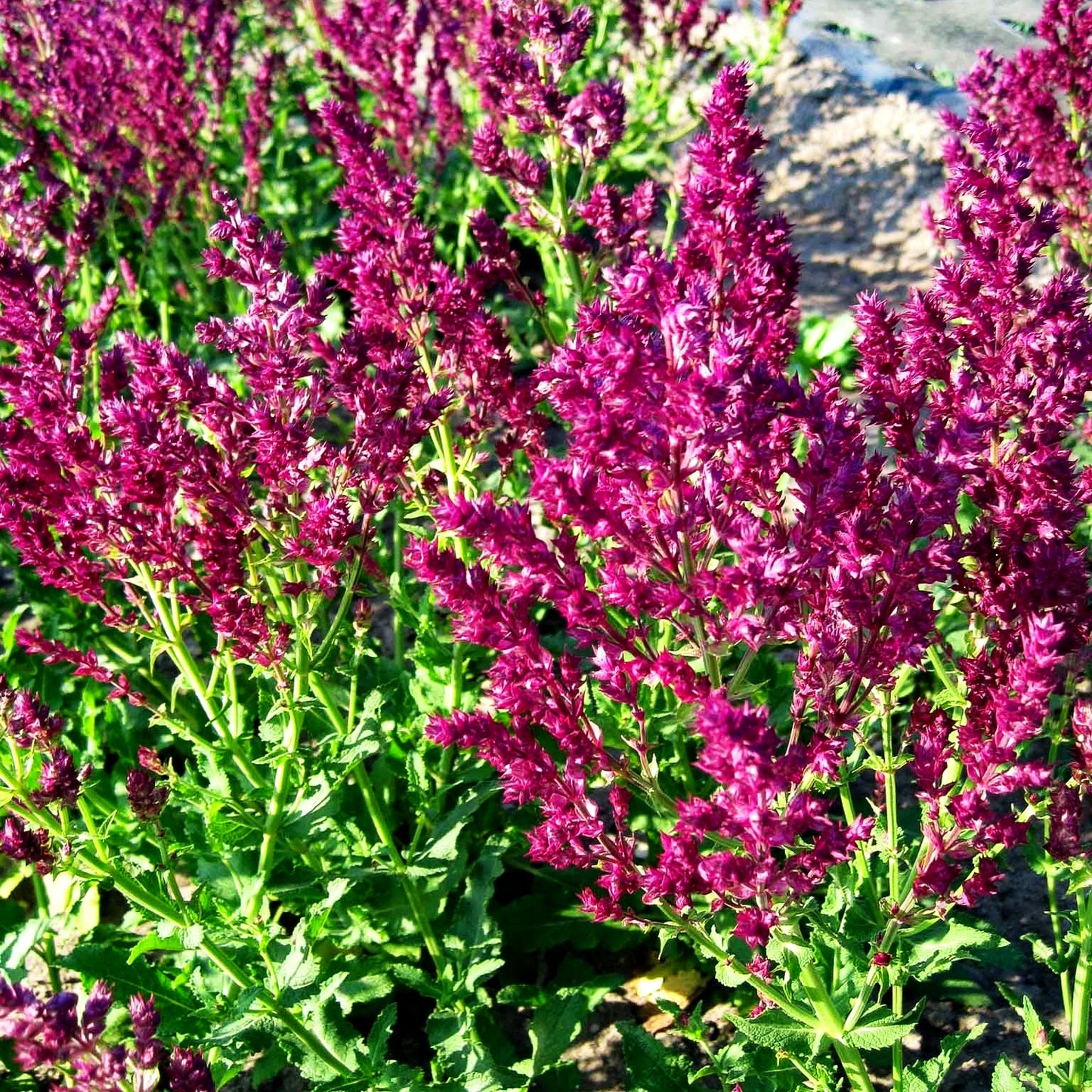 Blüten-Salbei 'Schwellenburg' (Salvia nemorosa)