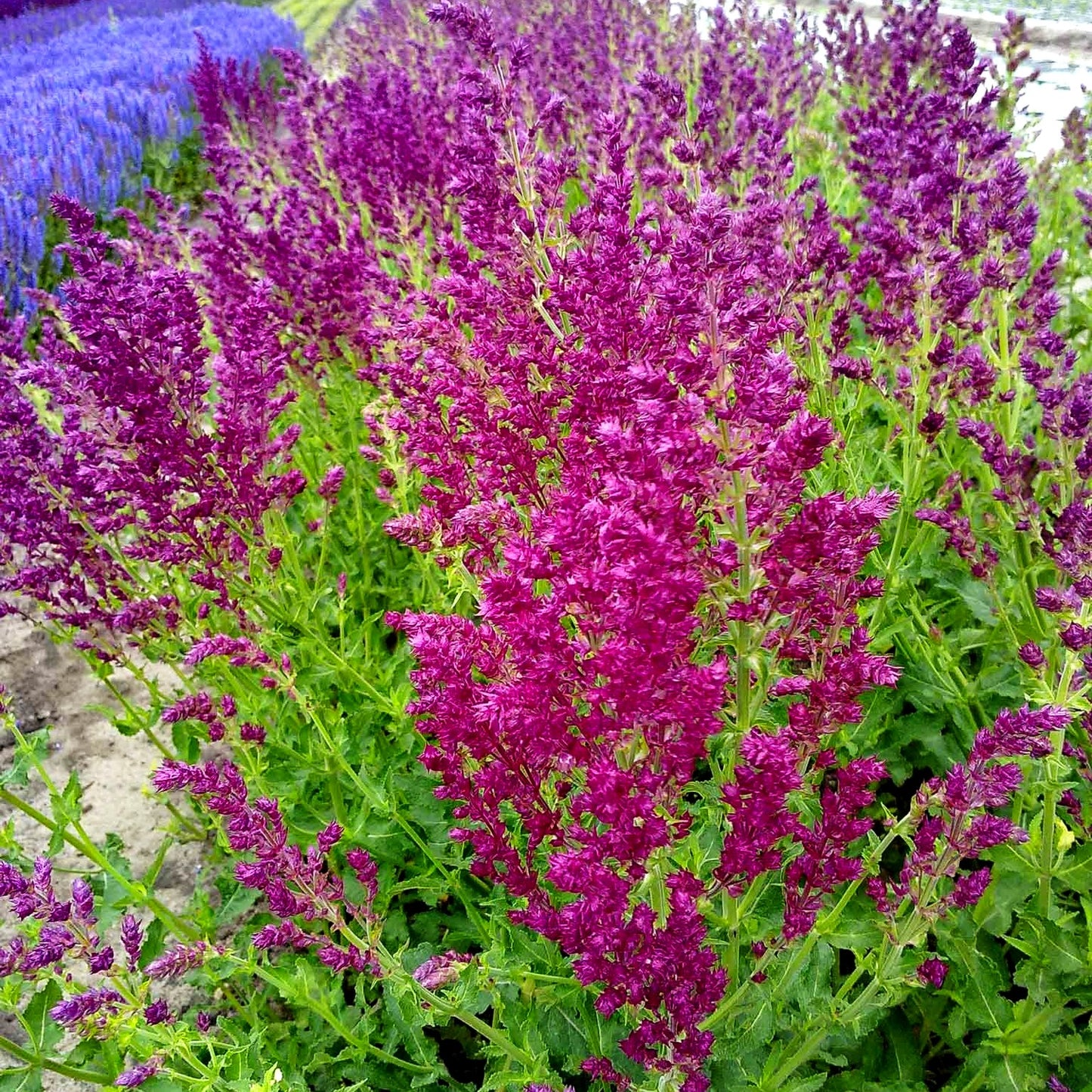 Blüten-Salbei 'Schwellenburg' (Salvia nemorosa)