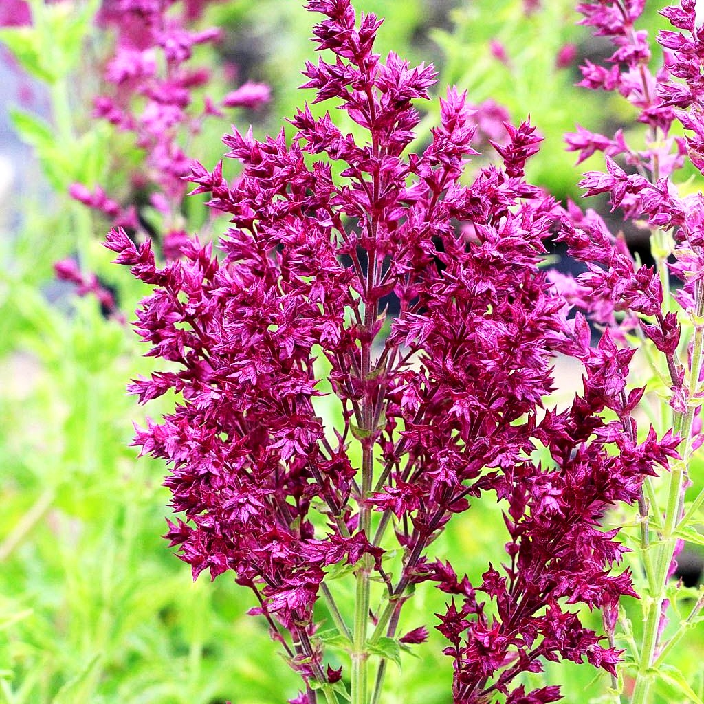 Blüten-Salbei 'Schwellenburg' (Salvia nemorosa)