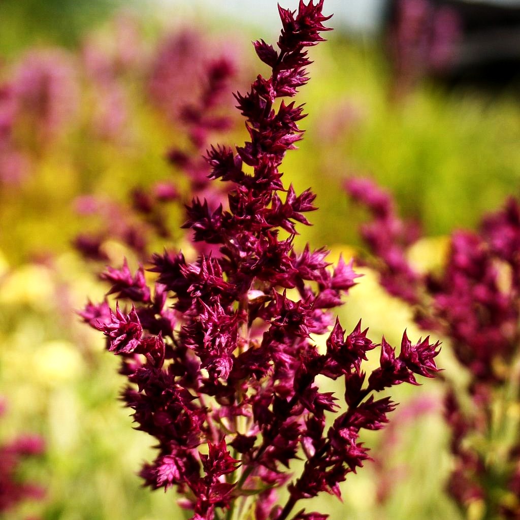 Blüten-Salbei 'Schwellenburg' (Salvia nemorosa)