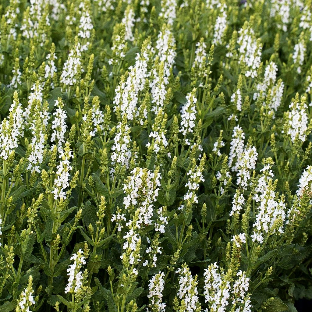Blüten-Salbei 'Sensation Comp.White' (Salvia nemorosa)