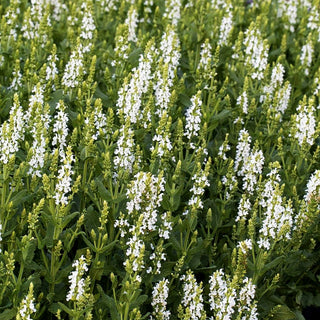 Blüten-Salbei 'Sensation Comp.White' (Salvia nemorosa)