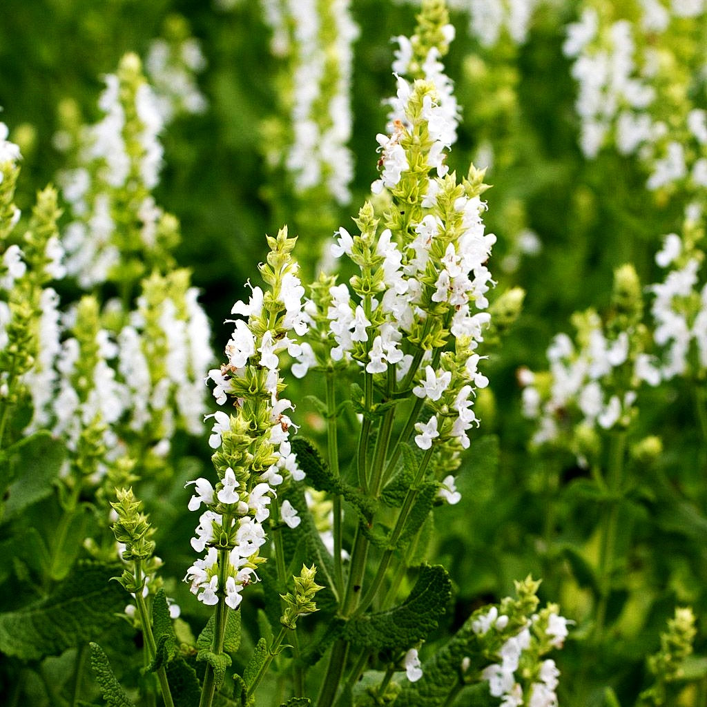 Blüten-Salbei 'Sensation Comp.White' (Salvia nemorosa)